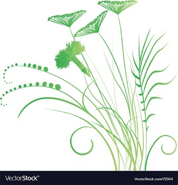  					Meadow wild plants vector image														