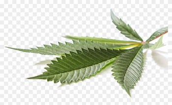 Medical Cannabis Cannabidiol Hemp Leaf - Medical Cannabis Cannabidiol Hemp Leaf