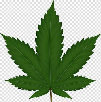 Medical cannabis Cannabis smoking, Cannabis transparent background PNG clipart