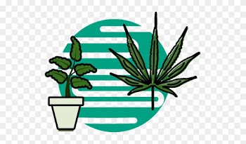 Medical Cannabis Comes In Different Types Of Strains - Medical Cannabis Comes In Different Types Of Strains