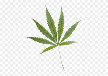 Medical Cannabis Hemp Clip Art - Medical Cannabis Hemp Clip Art