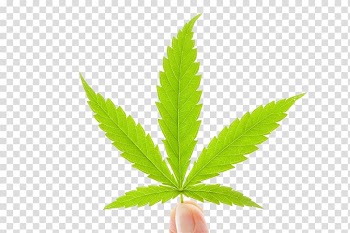 Medical cannabis Hemp milk Cannabis industry, Cannabis leaves transparent background PNG clipart