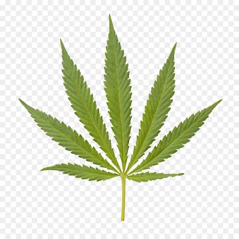 Medical cannabis Hemp Tetrahydrocannabinol - Marijuana closeup 