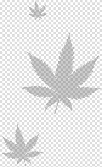 Medical cannabis Kush, cannabis leaves transparent background PNG clipart