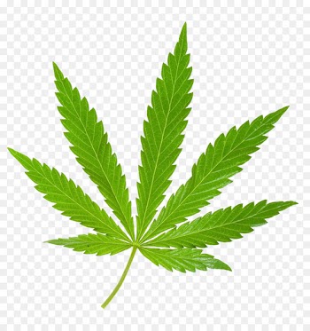 Medical cannabis Leaf Cannabis sativa Stock photography - Indian cannabis leaves 