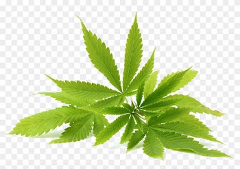 Medical Cannabis Tetrahydrocannabinol Cannabidiol Cannabis - Aceite De Cannabis Png