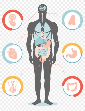 Medical Diagnosis On Mobile System - Human Body