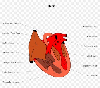 Medical Illustration Of A Human Heart - Grade 1 Lv Diastolic Dysfunction