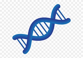 Medical Personalized Medicine Chromosome - Transparent Medical