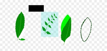 Medicinal Leaves Clip Art - Neem Leaf Clip Art