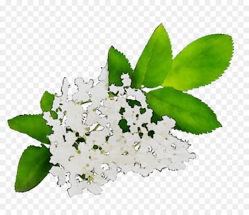Medicinal plants Flowering plant Floral design -  