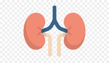 Medicine Disease Kidney The Stem Cell Revolution Computer Icons - kidneys insignia 