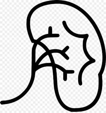 Medicine Health Care Urology Kidney - health 