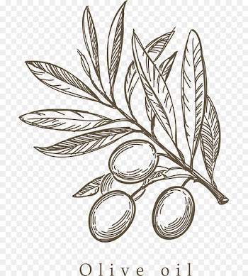 Mediterranean cuisine Olive Drawing Sketch - Hand-painted olive branch 