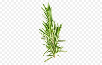 Mediterranean cuisine Rosemary Organic food Herb Flavor - Vanilla plants 