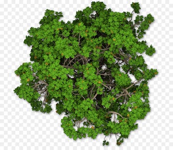 Mediterranean cypress Tree Shrub Pine - Tree Plan Png 