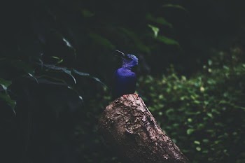 medium-beaked blue bird perched on brown tree trunk