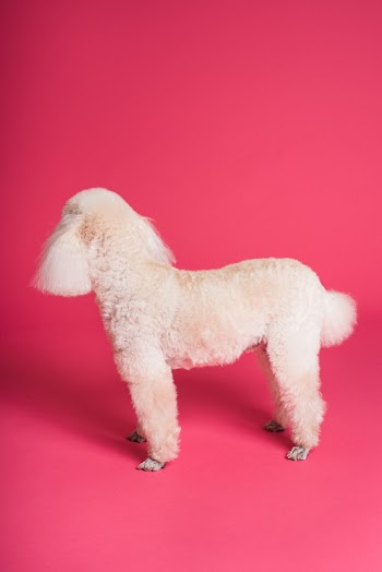 Medium-coat Beige Dog