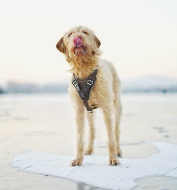 Medium Coat Brown Dog