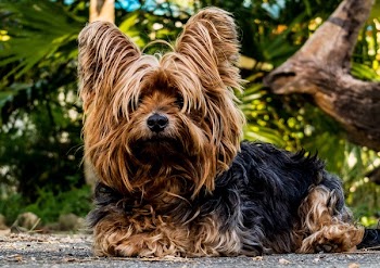 Medium-coated Black and Brown Dog