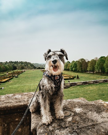 Medium-coated Black and White Dog