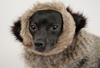 Medium-coated Black Dog