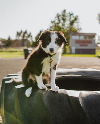 Medium-coated White and Black Puppy