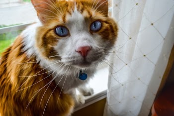 Medium-haired Orange and White Cat