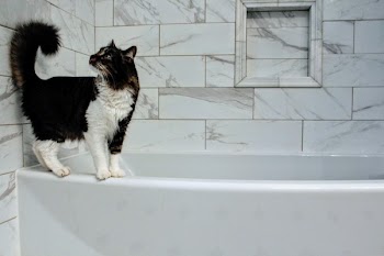 Medium-haired White and Black Cat on Tub