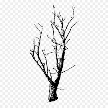 Medium Image - Dead Tree Black And White