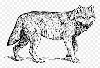 Medium Image - Gray Wolf Coloring Pages