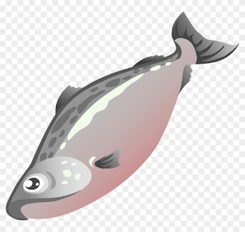 Medium Image - Salmon Fish Clipart