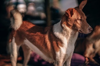 Medium Short-coated Brown and White Dog