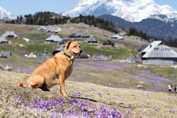 Medium Short-coated Brown Dog 