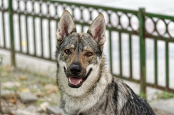 Medium Short-coated Gray Dog on Selective Focus Photo