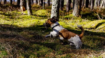 Medium Short-coated Tan and White Dog