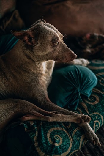 Medium Short-coated Tan Dog Sits on Brown Floral Textile