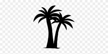 Medjool - Palm Trees