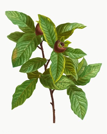 Medlar plant | Free stock vector - 568552