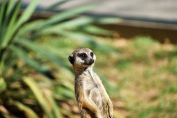Meerkat