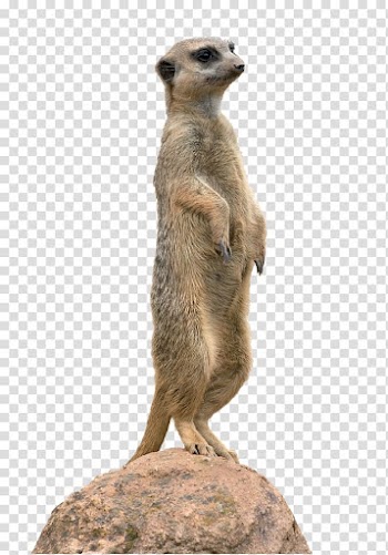 Meerkat Animal Mongoose , others transparent background PNG clipart
