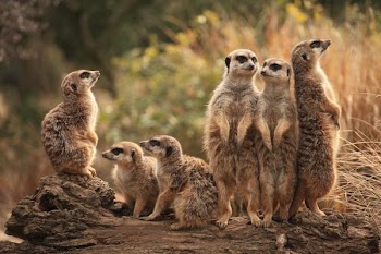 meerkat_family.jpg