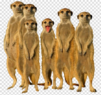 Meerkat PNG by arisaxkureno on DeviantArt