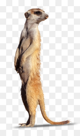Meerkat PNG - Meerkat Family, Baby Meerkat.