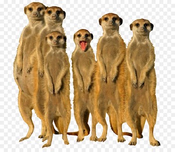 Meerkat Squirrel Animal Tiger Wildlife - wild animals 