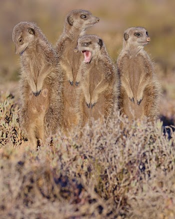 Meerkat standing, desert animal. Free | Free Photo - rawpixel