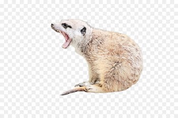 meerkat wildlife