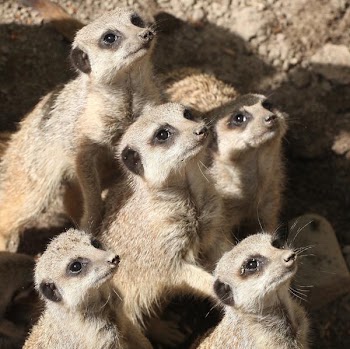 meerkats.jpg