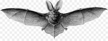 Megabat Drawing Illustration - Bat Vector 