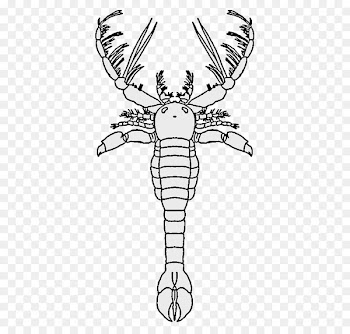 Megalograptus Arthropod Pentecopterus Echinognathus Genus - arthropod background 